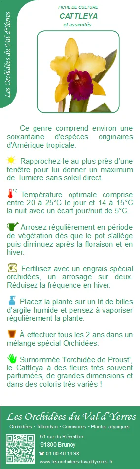 Fiche culture CATTLEYA